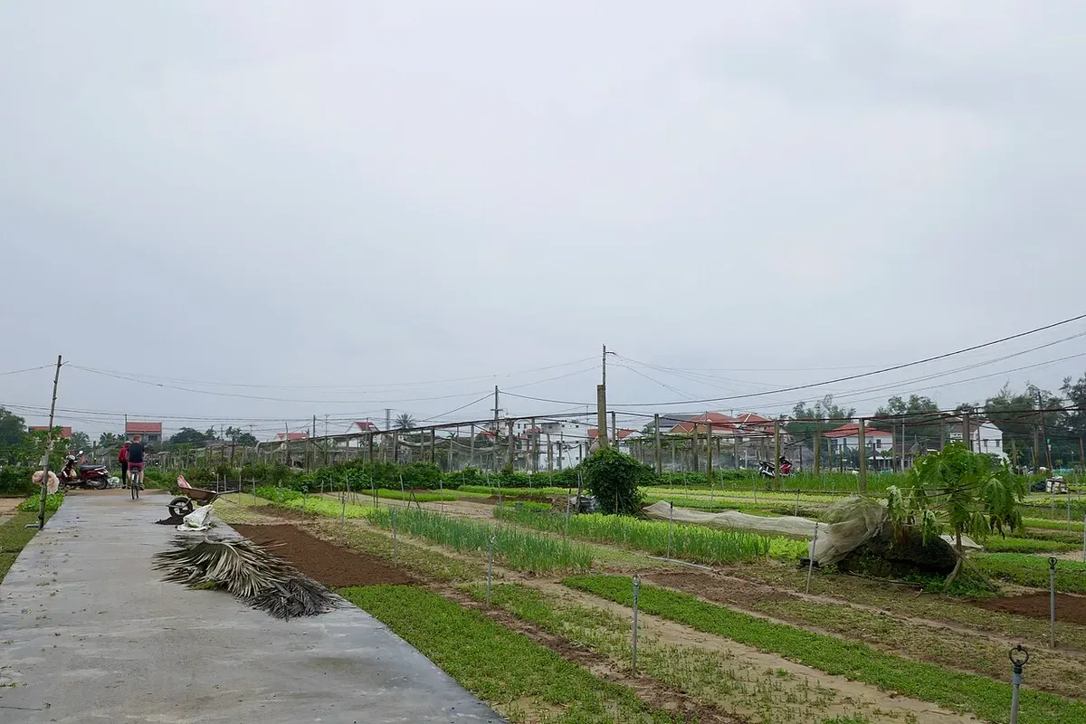 Tra Que Vegetable Village